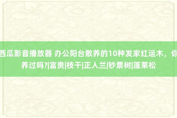 西瓜影音播放器 办公阳台散养的10种发家红运木，你养过吗?|富贵|枝干|正人兰|钞票树|蓬莱松